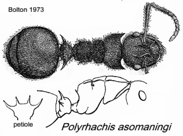 {Polyrhachis asomaningi}