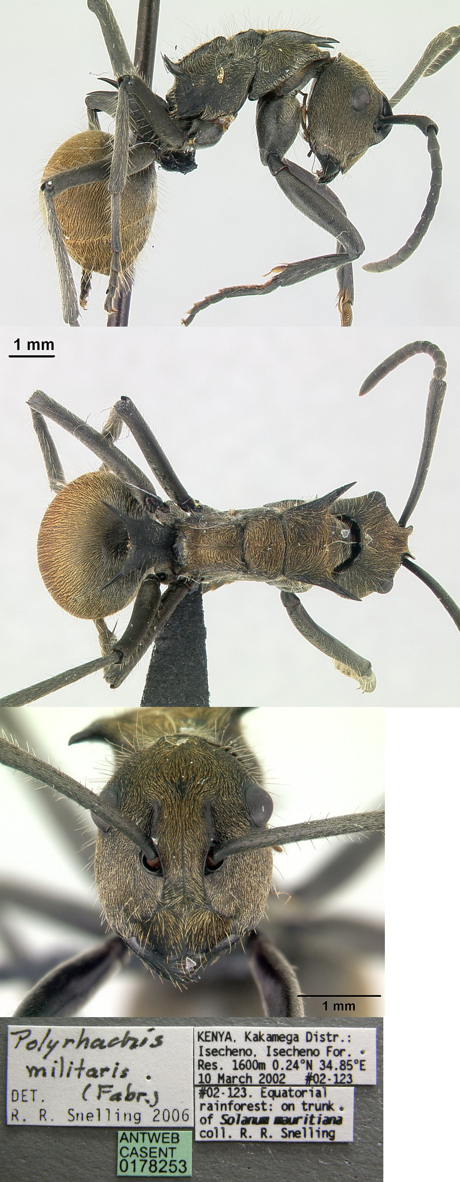 Polyrhachis epinotalis