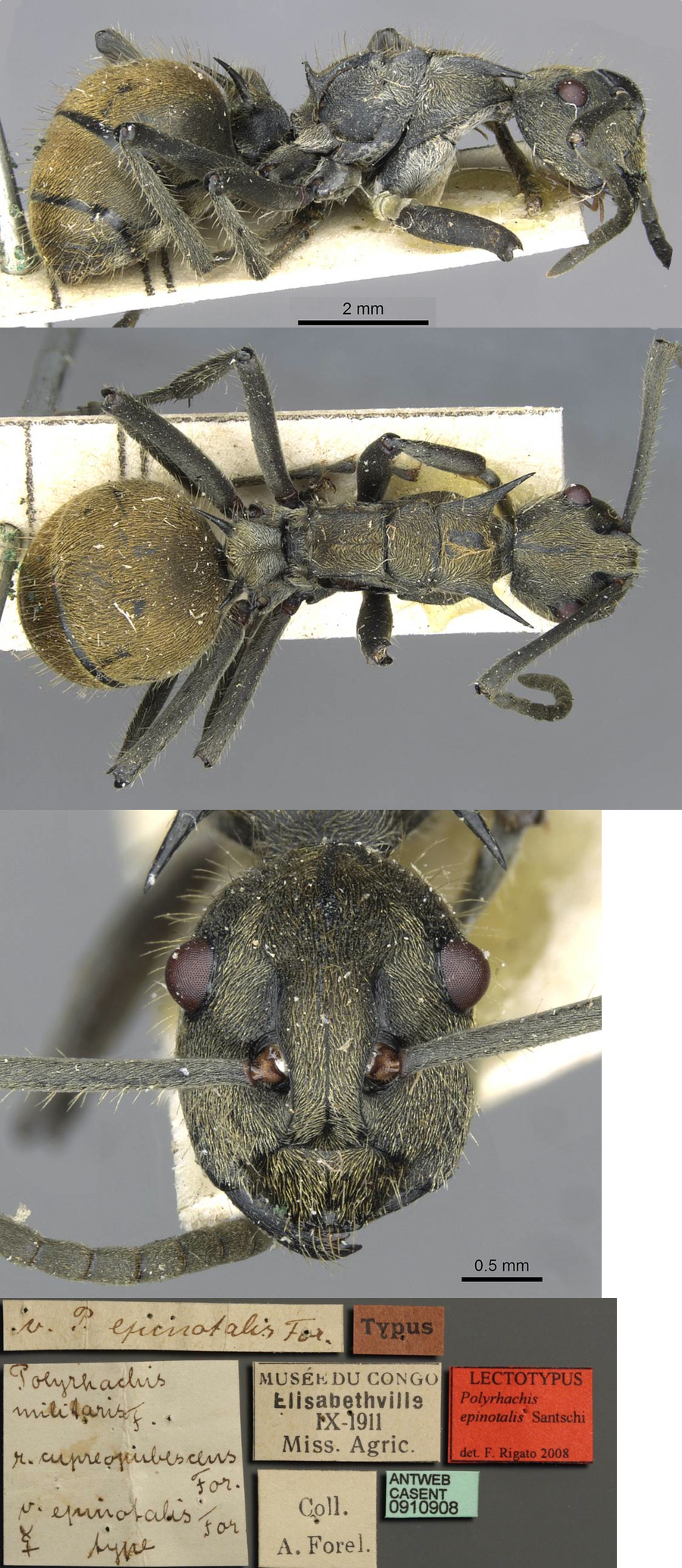 Polyrhachis epinotalis