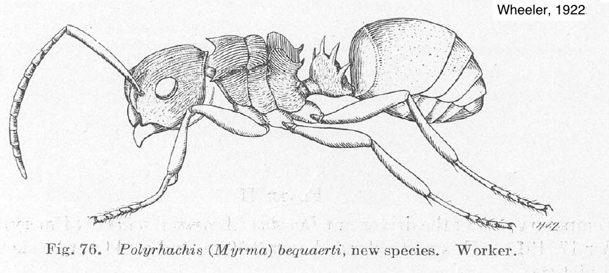 {Polyrhachis bequaerti}