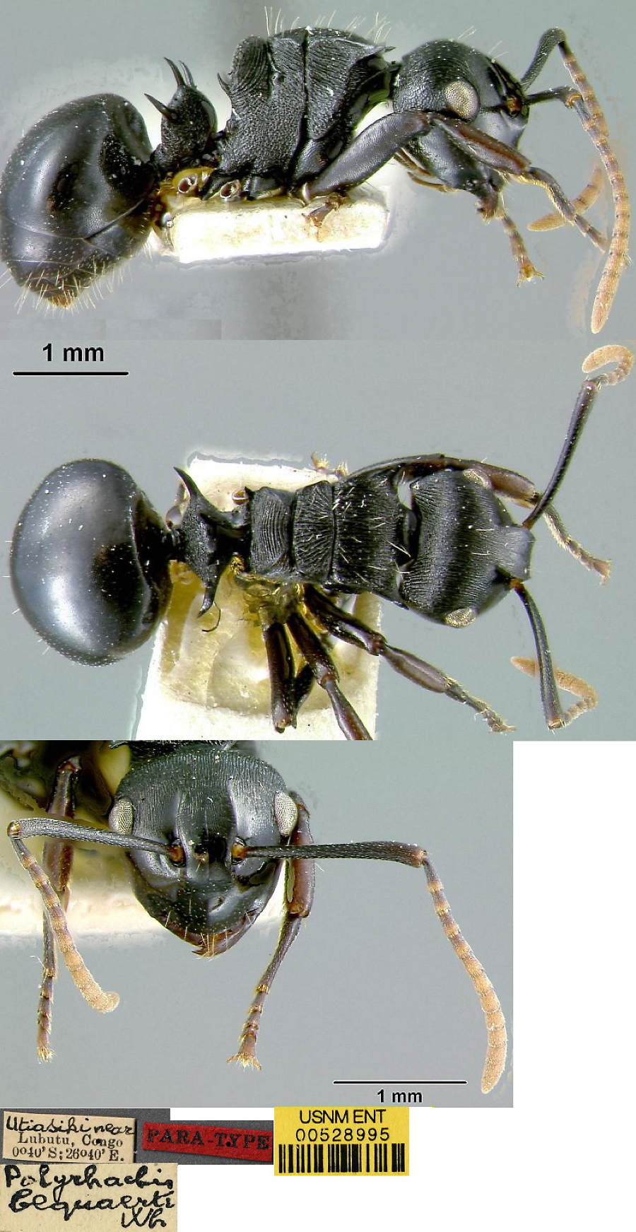 Polyrhachis fissa