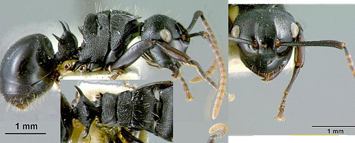 {Polyrhachis bequaerti}