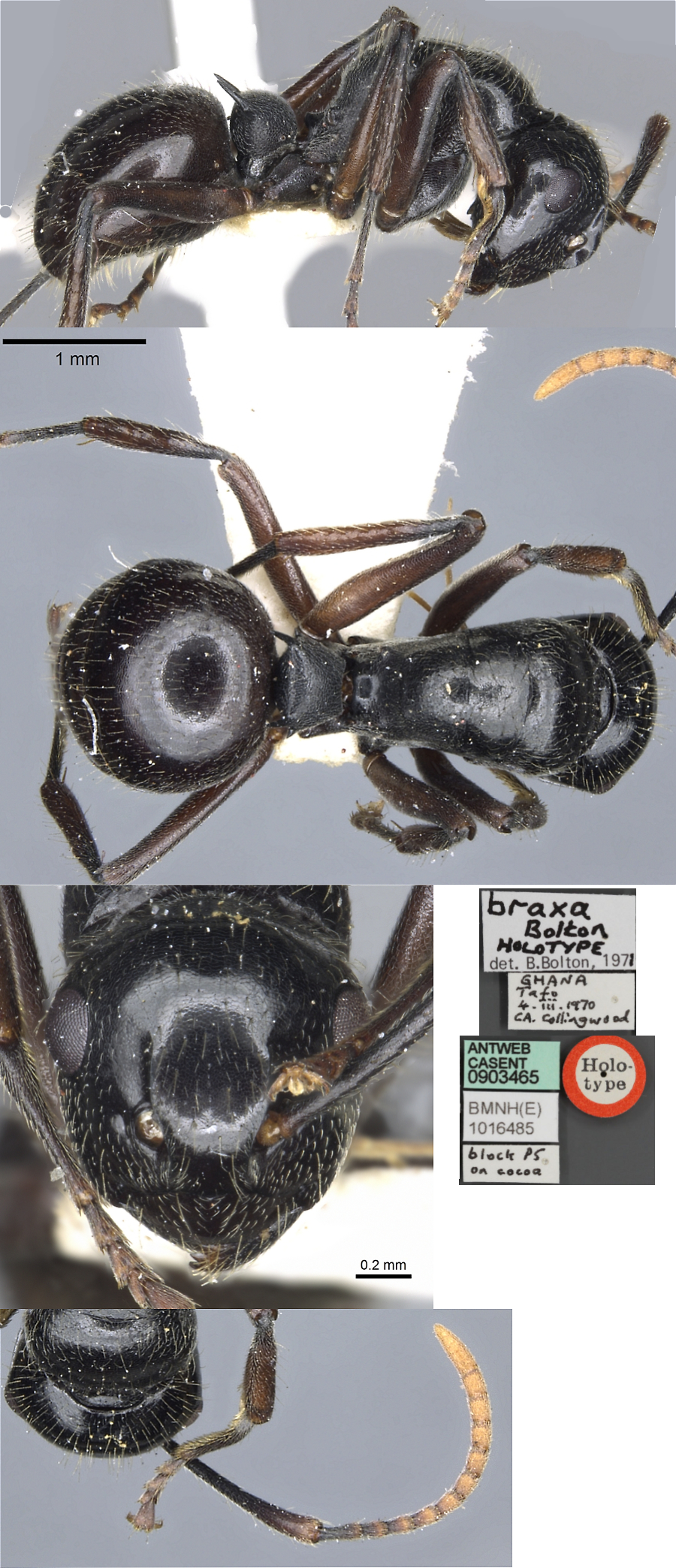 {Polyrhachis braxa