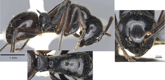 Polyrhachis braxa