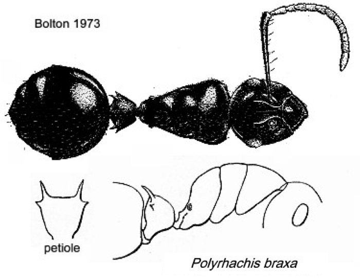 {Polyrhachis braxa}