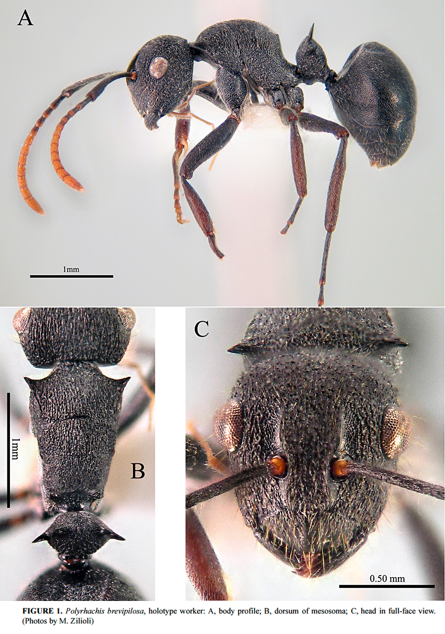 {Polyrhachis brevipilosa}