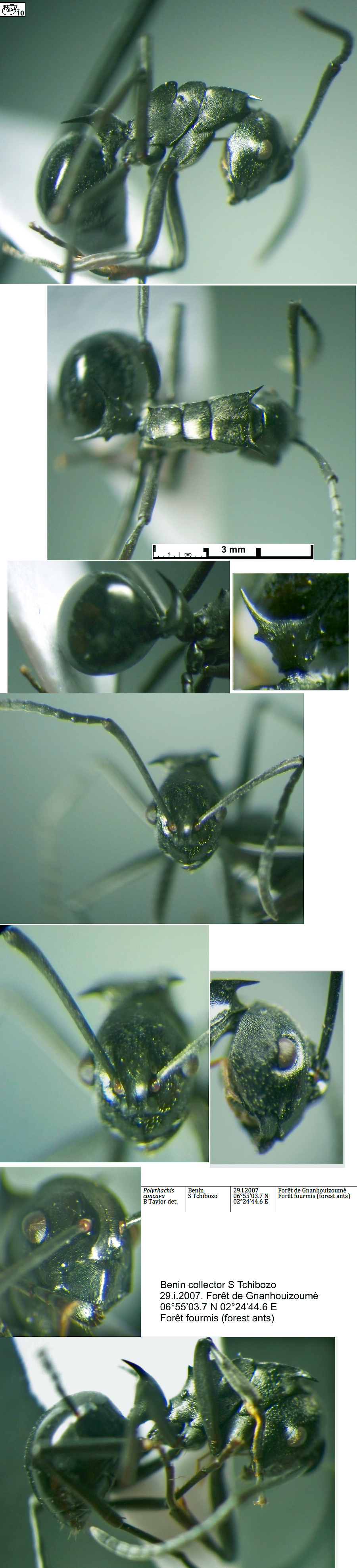 {Polyrhachis concava}