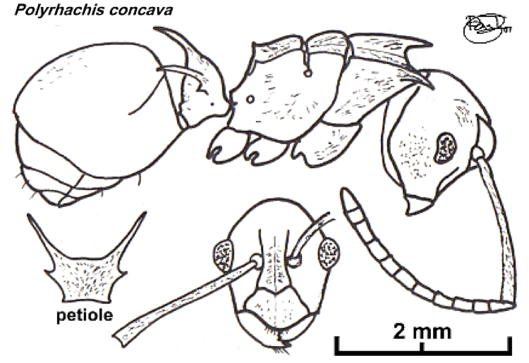 {Polyrhachis concava}