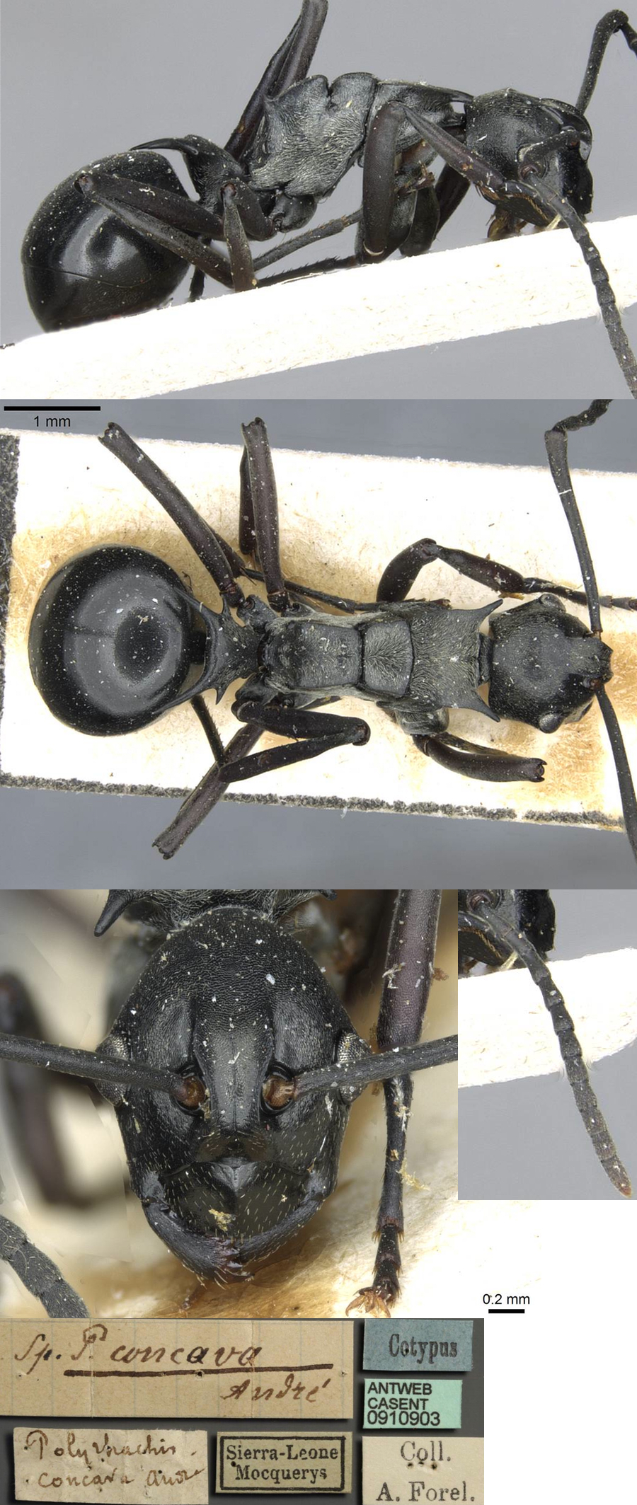 Polyrhachis concava