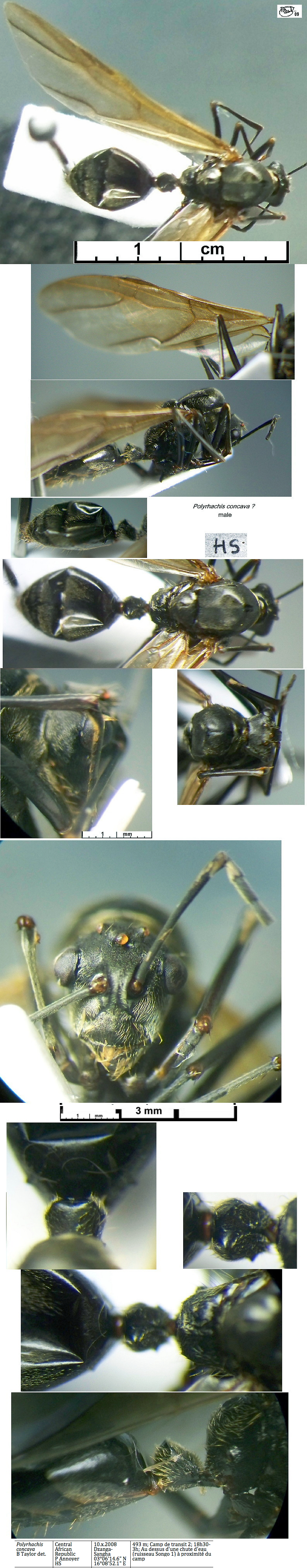 {Polyrhachis concava male}