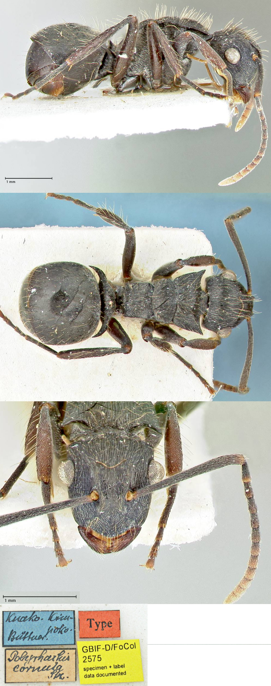 {Polyrhachis cornuta}