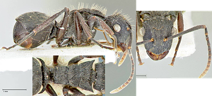 Polyrhachis cornuta