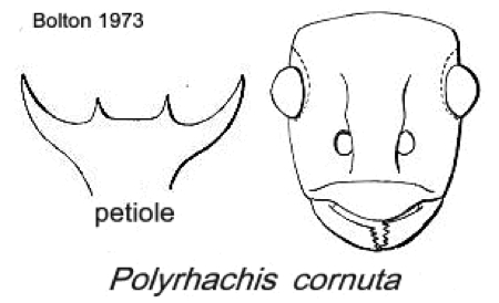 {Polyrhachis cornuta}