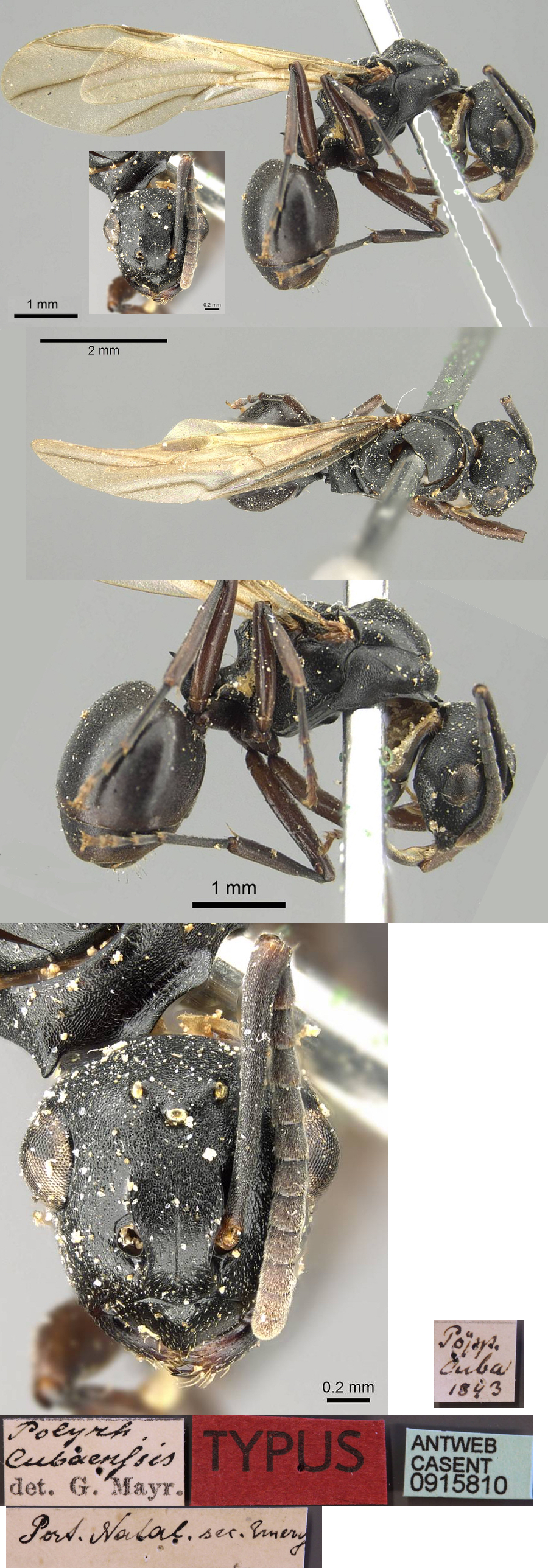 Polyrhachis cubaensis queen