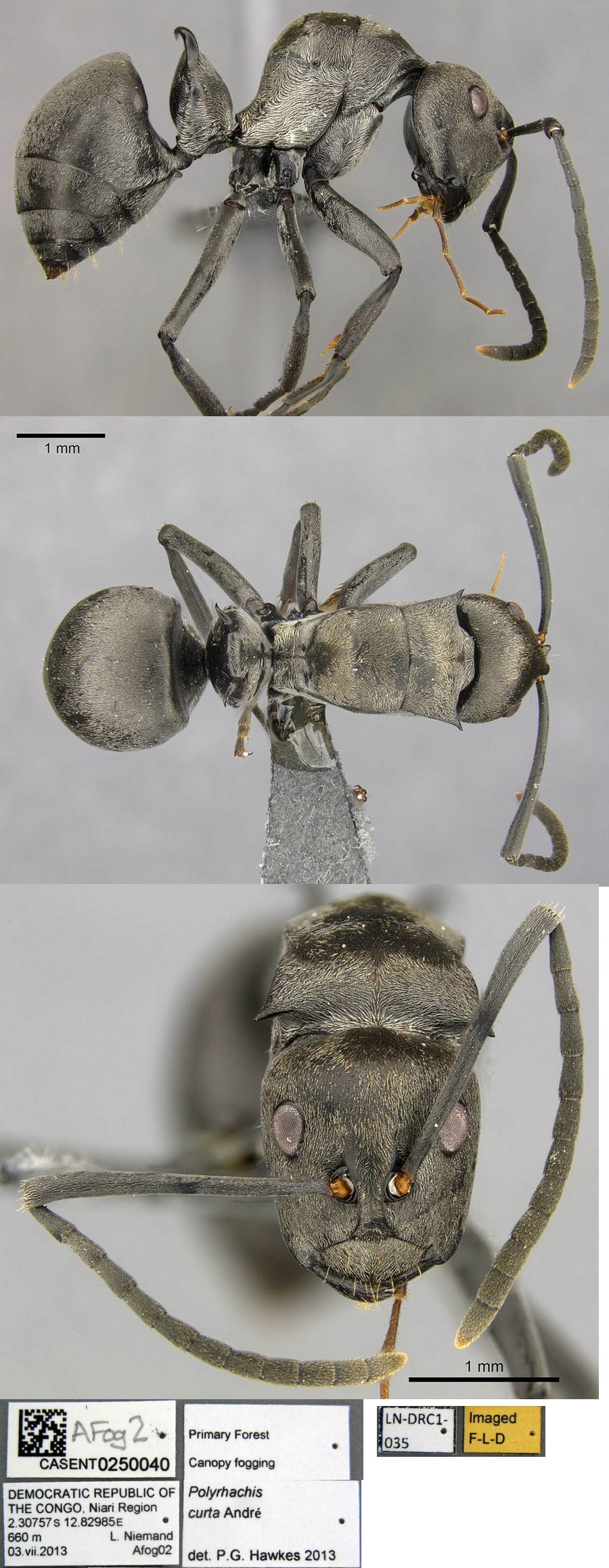 Polyrhachis curta