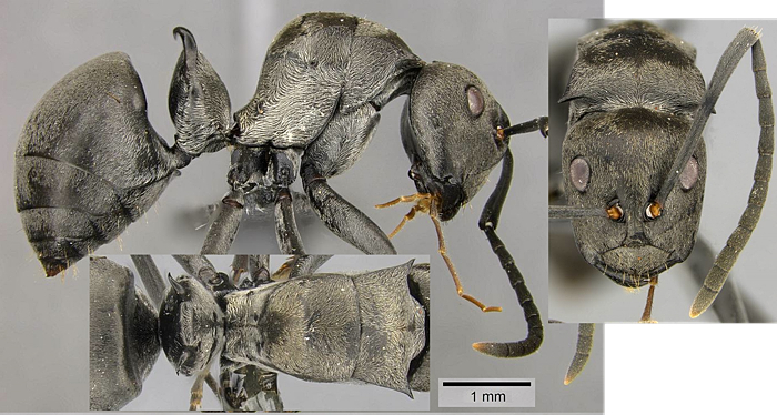 Polyrhachis curta