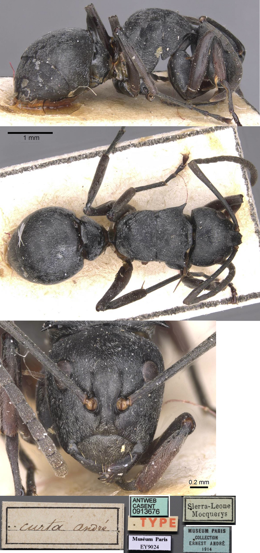 Polyrhachis curta