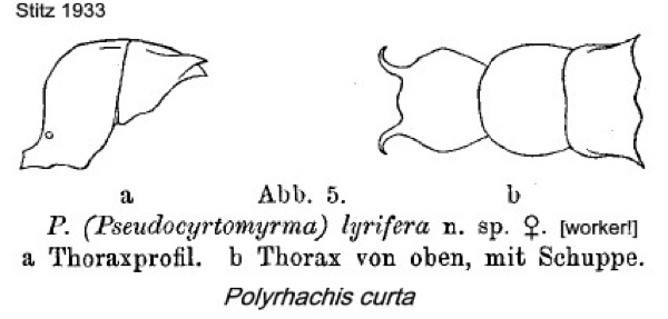 {Polyrhachis curta}