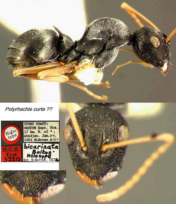 {"Polyrhachis bicarinata"}