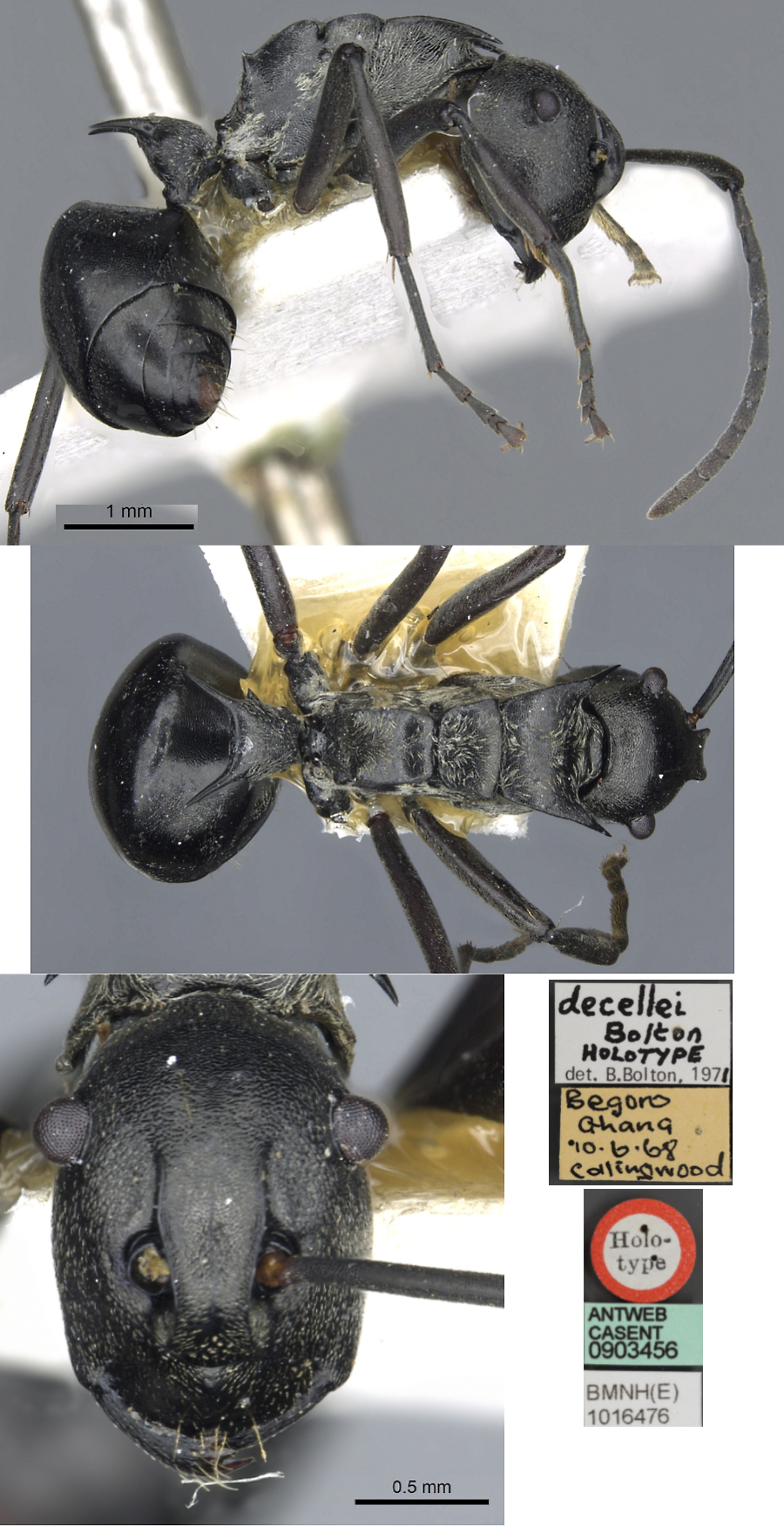 Polyrhachis decellei