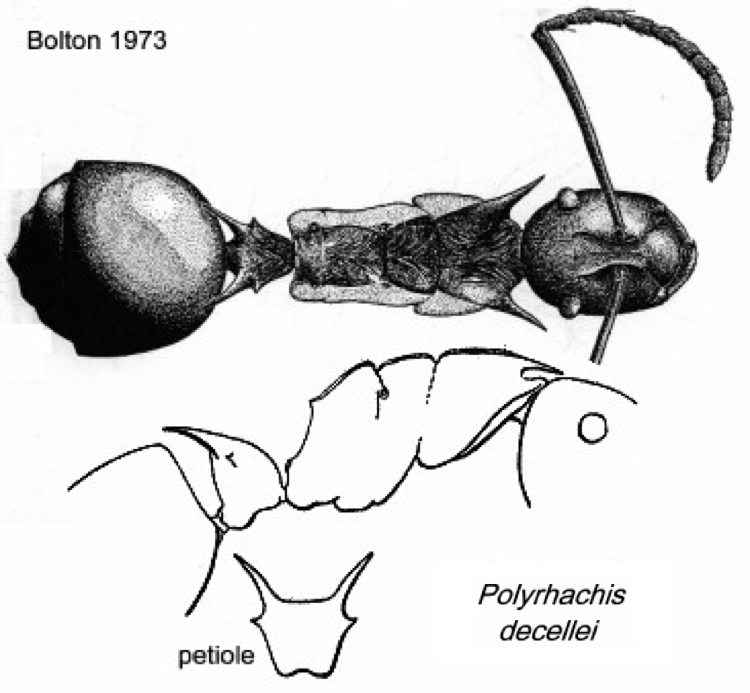 {Polyrhachis decellei}