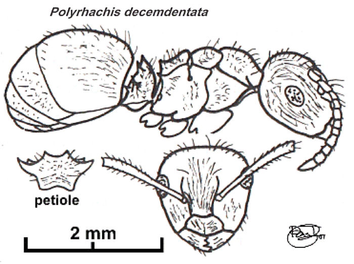 {Polyrhachis decemdentata}