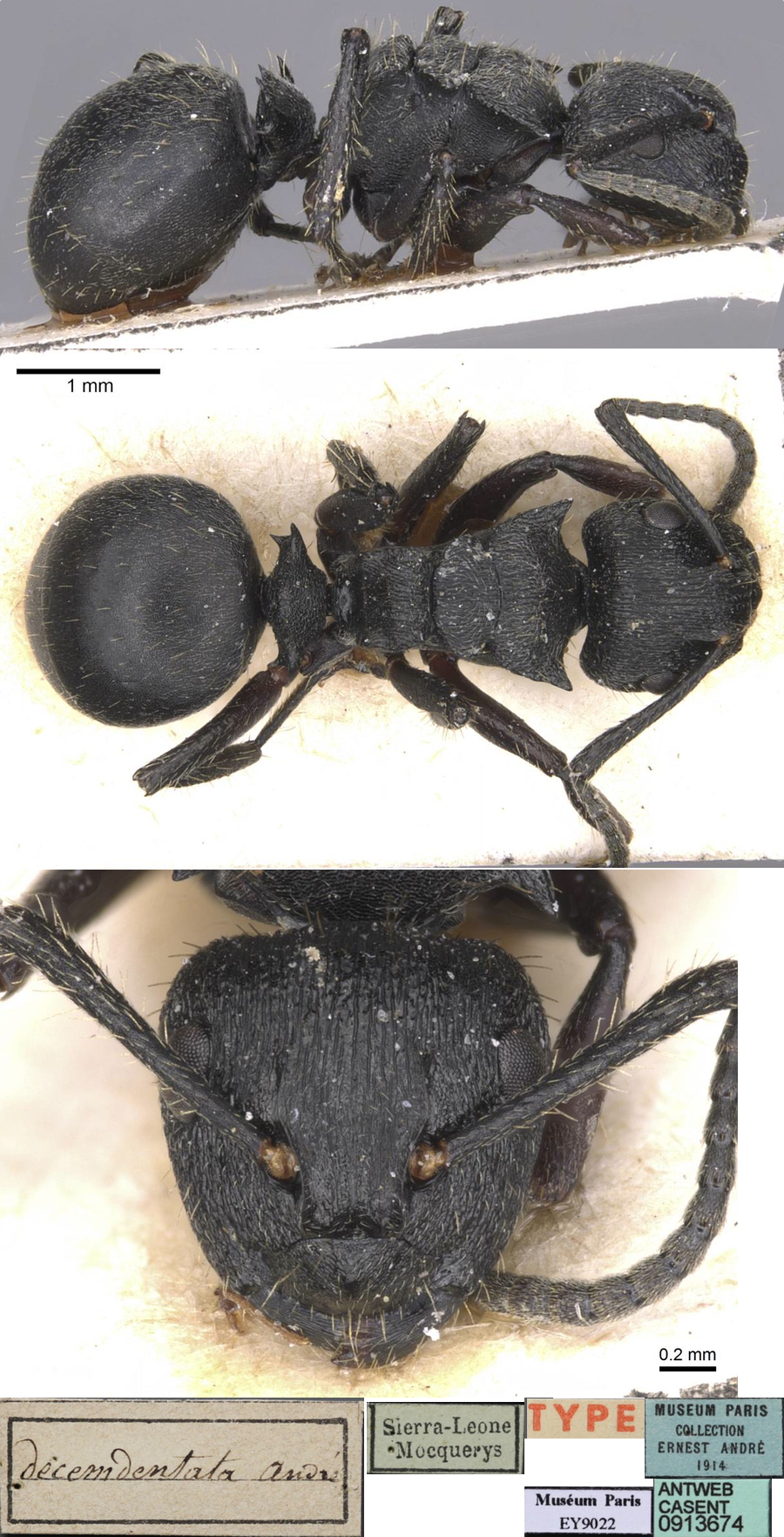 Polyrhachis decemdentata