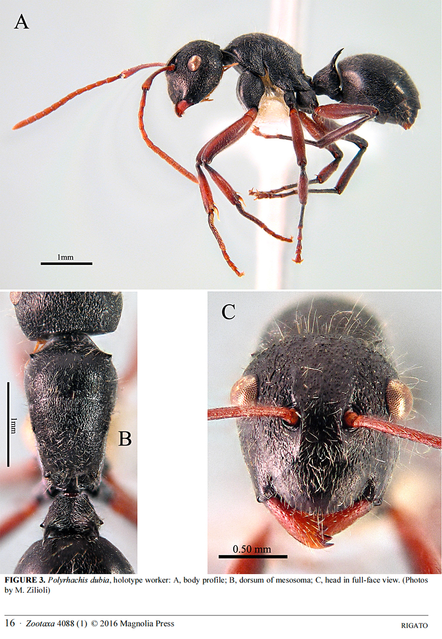 {Polyrhachis dubia}