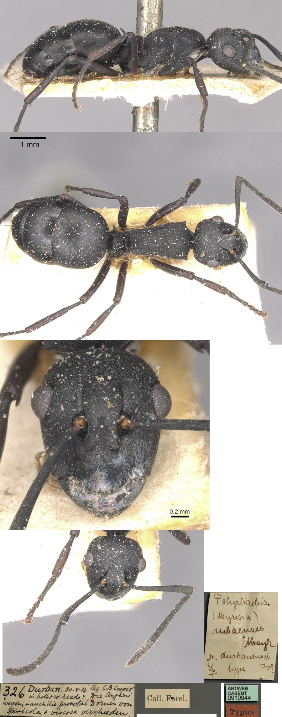 Polyrhachis durbanensis