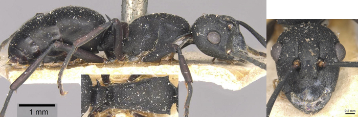 Polyrhachis durbanensis