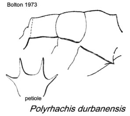 {Polyrhachis durbanensis}