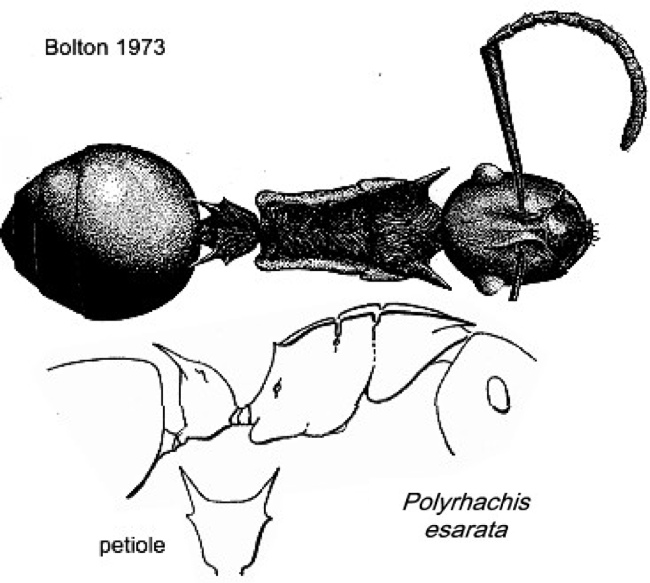 {Polyrhachis esarata}