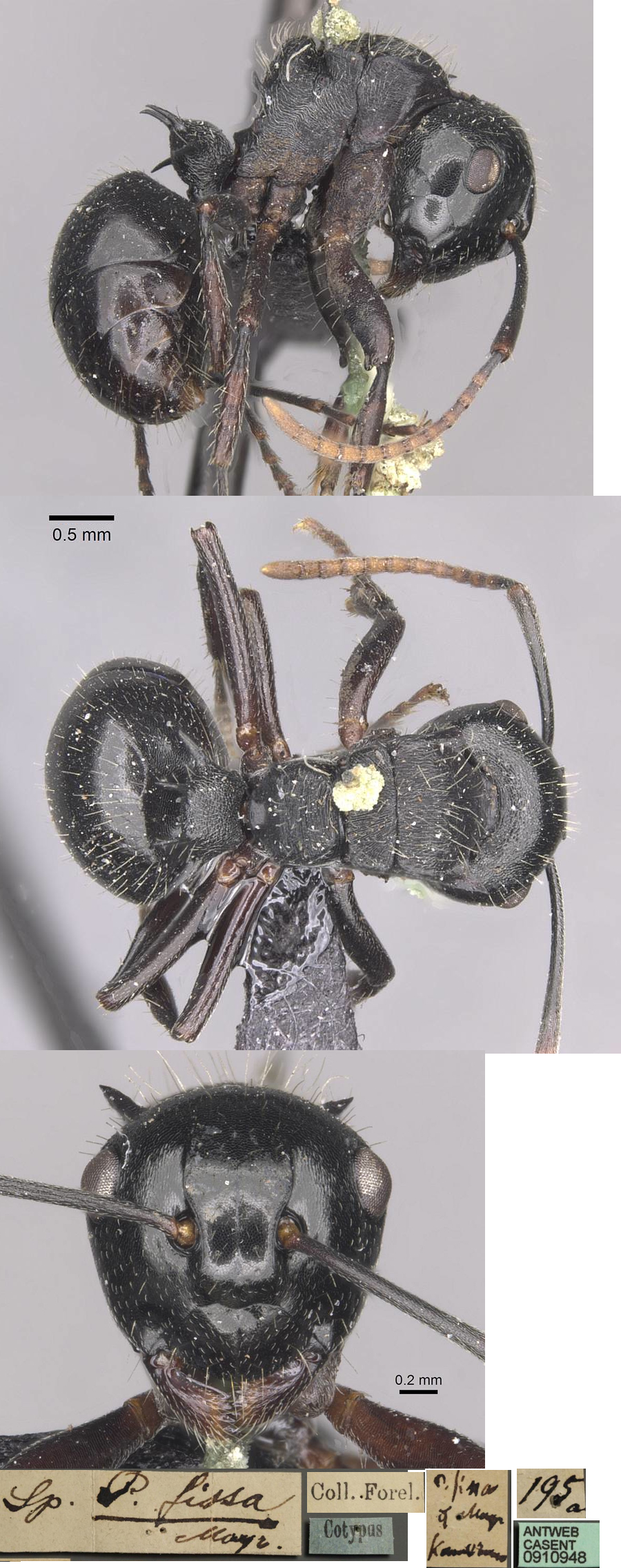 Polyrhachis fissa