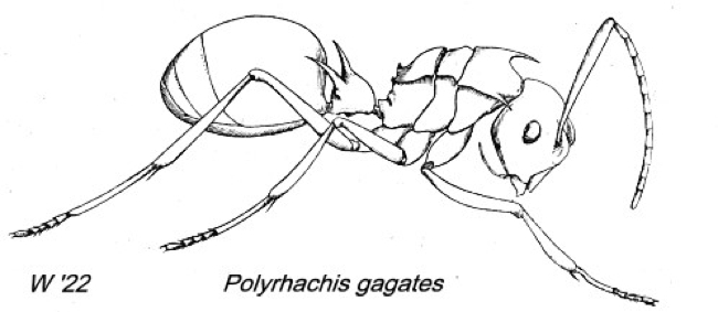 {Polyrhachis gagates}