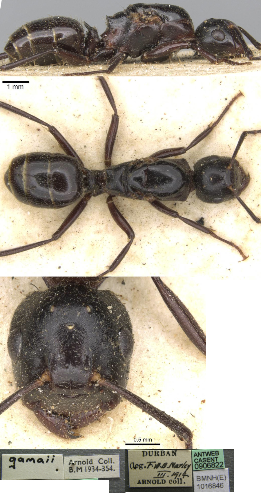 Polyrhachis gamaii queen