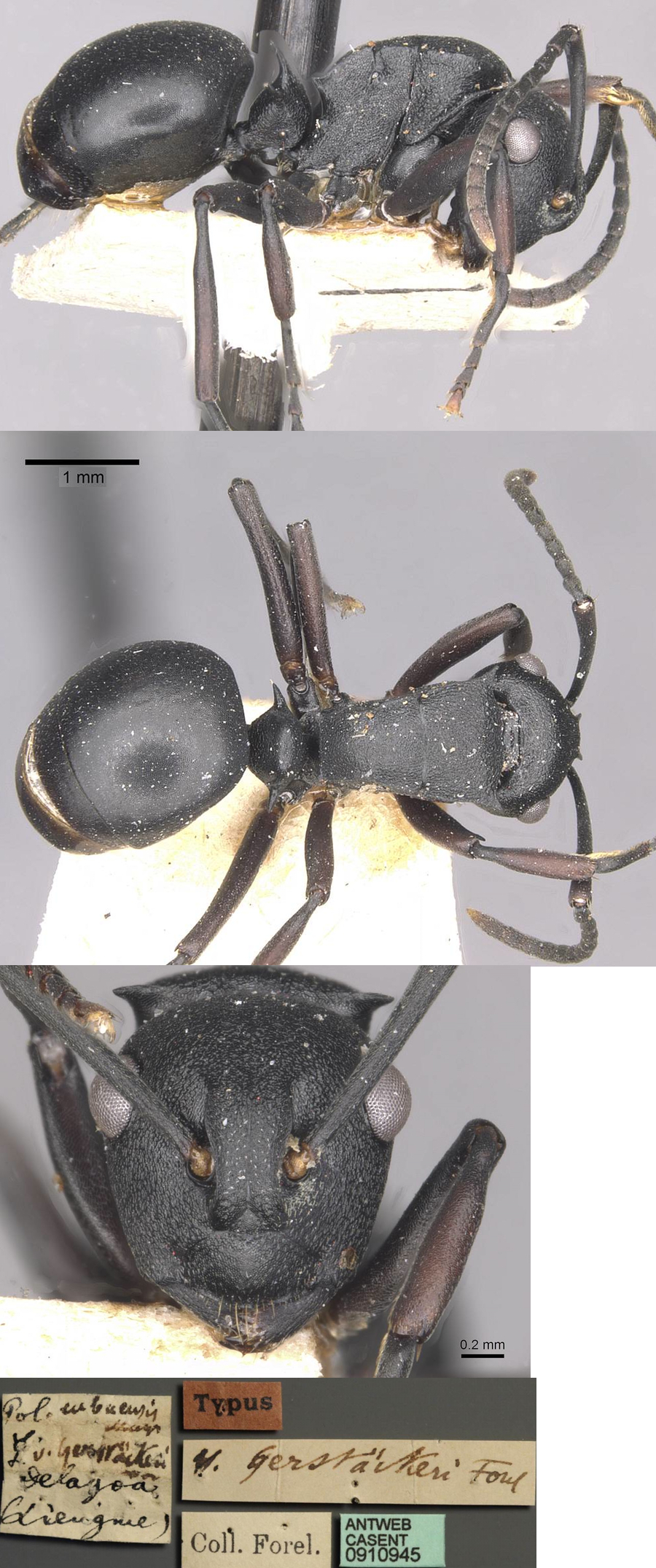 Polyrhachis cubaensis gerstaeckeri