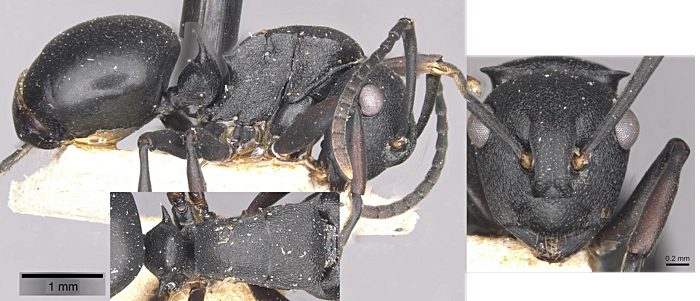 Polyrhachis gerstaeckeri