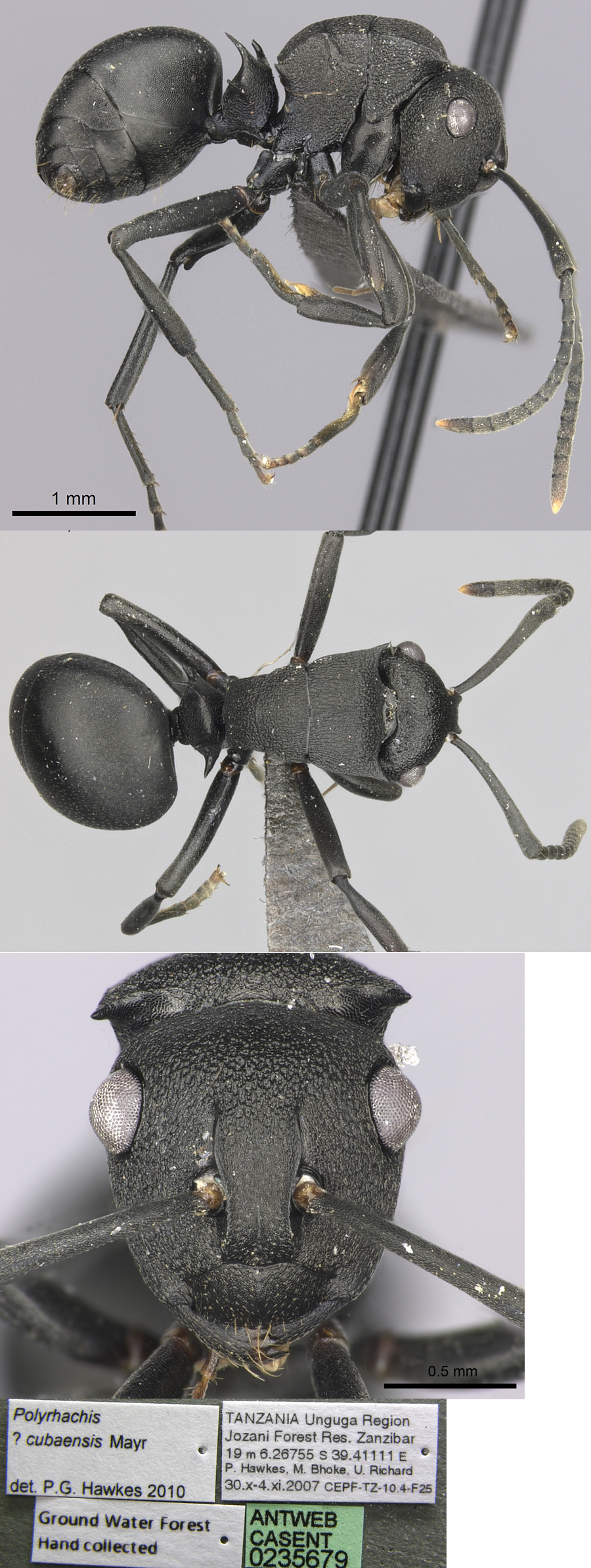 Polyrhachis cubaensis gerstaeckeri