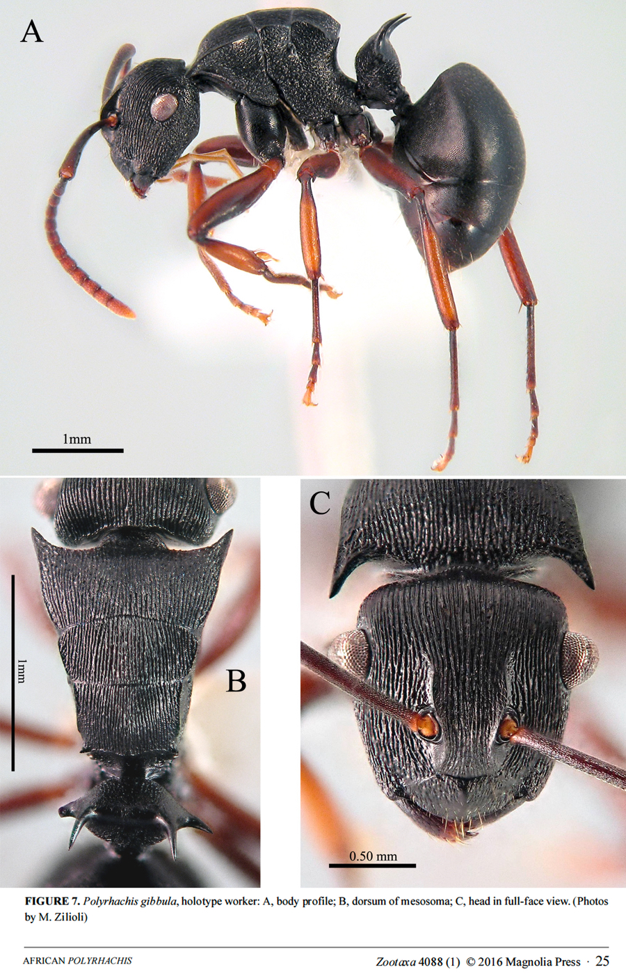 {Polyrhachis gibbula}