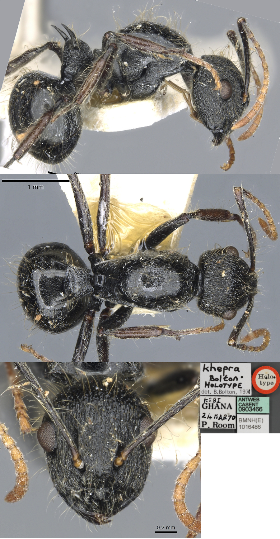 Polyrhachis khepra