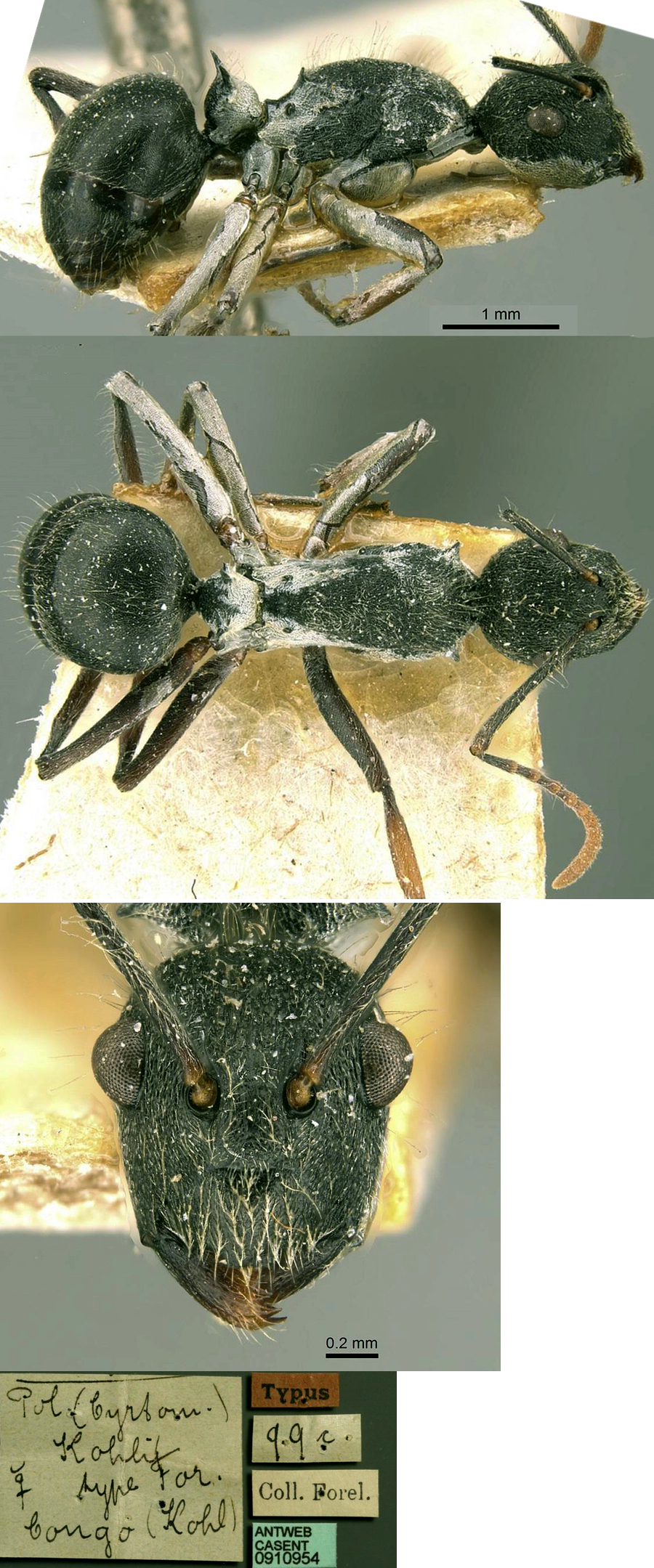 Polyrhachis kohli