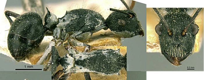 Polyrhachis kohli