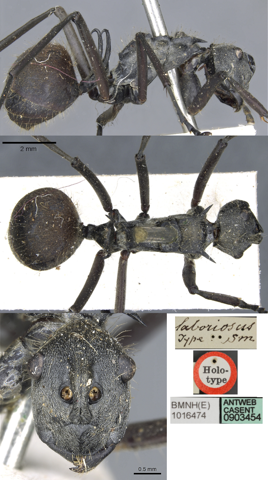 Polyrhachis laboriosa