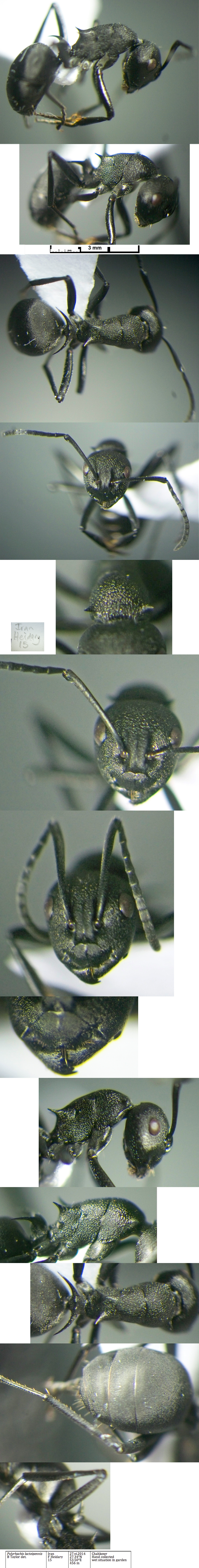 {Polyrhachis species Israel}