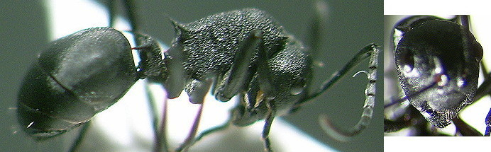 Polyrhachis lacteipennis