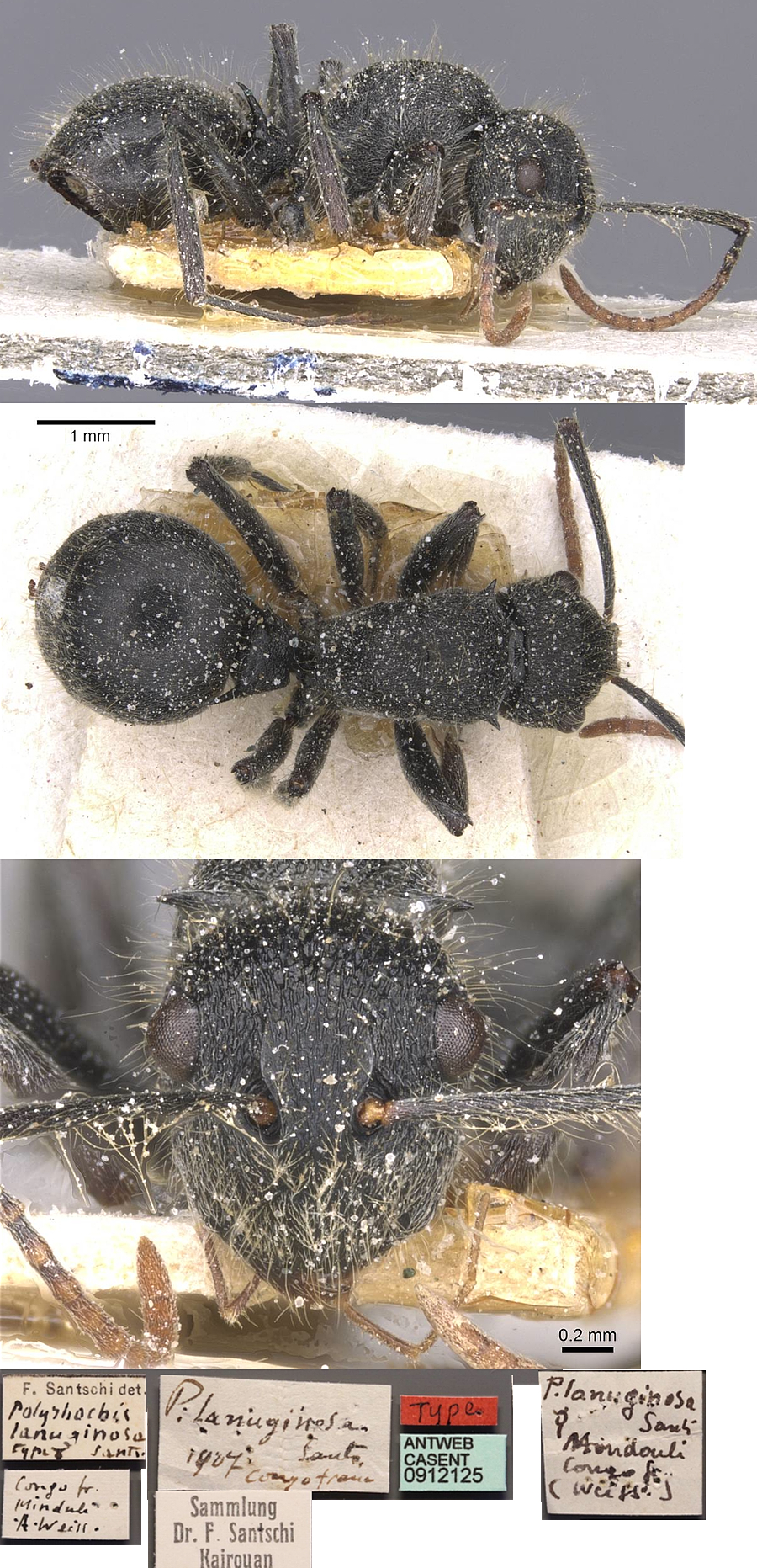 Polyrhachis lanuginosa