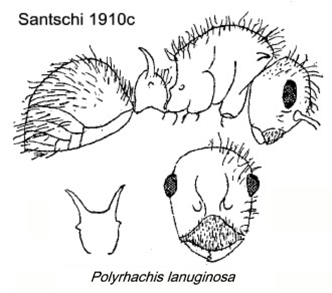 {Polyrhachis lanuginosa}