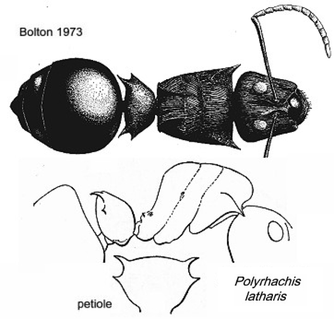 {Polyrhachis latharis}