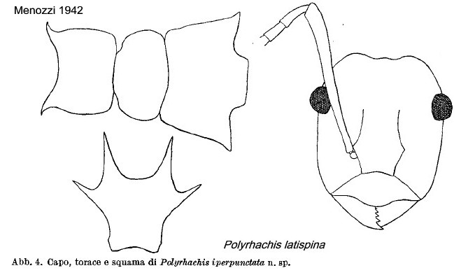 {Polyrhachis latispina}