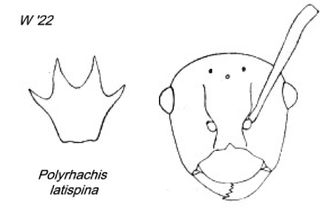 {Polyrhachis latispina}